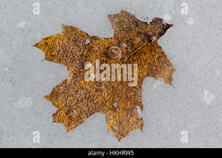 Gefallenen Roteiche, Quercus Rubra, Blatt eingebettet in Eis auf See die Wolken, kanadischen Seen, Stanwood, Michigan, USA Stockfoto