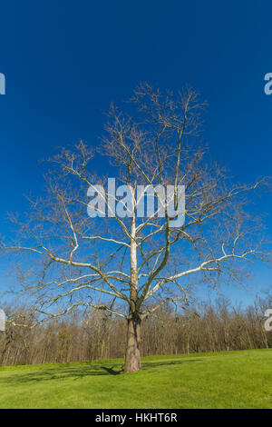Amerikanischer Ahorn, Platanus Occidentalis, bei der Mound City Group in Hopewell Kultur National Historical Park, Ohio, USA Stockfoto