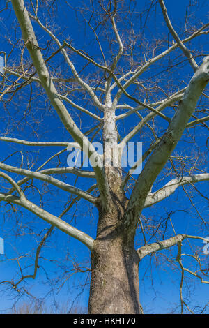 Amerikanischer Ahorn, Platanus Occidentalis, bei der Mound City Group in Hopewell Kultur National Historical Park, Ohio, USA Stockfoto