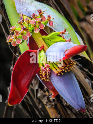 BANANE BLÜTE, (MUSA PARADISIACA) Stockfoto