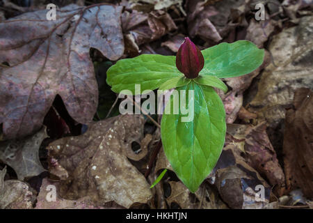 Toadshade, Trillium sessile, blühen im Frühjahr Wald in Serpent Mound State Memorial im Adams County, Ohio, USA Stockfoto