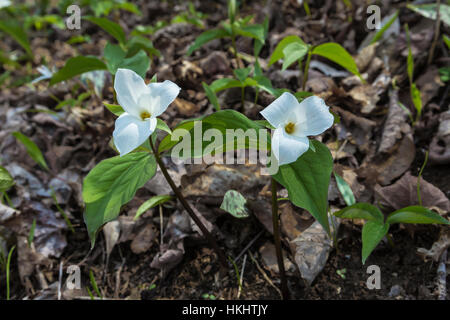 Weiß Trillium, Trillium Grandiflorum, im zeitigen Frühjahr Wald in Serpent Mound State Memorial im Adams County, Ohio, USA Stockfoto