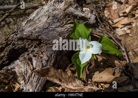 Weiß Trillium, Trillium Grandiflorum, im zeitigen Frühjahr Wald in Serpent Mound State Memorial im Adams County, Ohio, USA Stockfoto