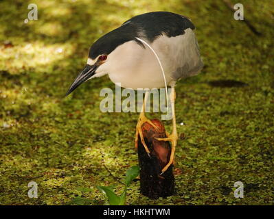 schwarze Krone Nachtreiher auf Cypress Knie Stockfoto