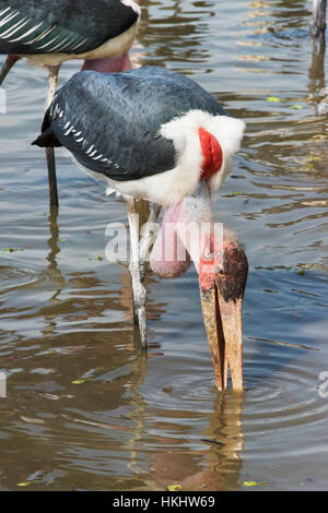 Marabou Storch (Leptoptilos Crumenifer) am Ziway Lake, Great Rift Valley, Äthiopien Stockfoto