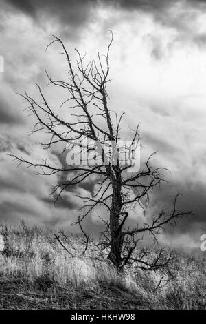 Feuer getötet Western Wacholder, Juniperus Occidentalis in Painted Hills, John Day Fossil Beds National Monument, Oregon, USA Stockfoto