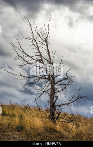 Feuer getötet Western Wacholder, Juniperus Occidentalis in Painted Hills, John Day Fossil Beds National Monument, Oregon, USA Stockfoto