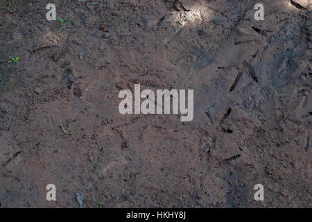 Fußabdrücke auf dem Boden Huhn in Thailand. (Tiefenschärfe Stockfoto
