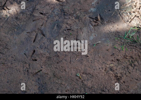 Fußabdrücke auf dem Boden Huhn in Thailand. (Tiefenschärfe Stockfoto