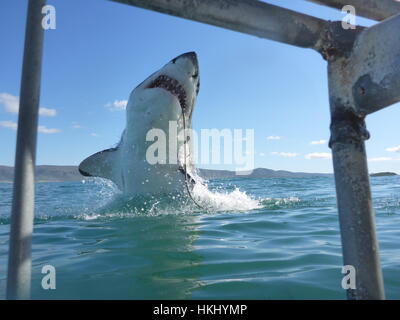 Ein Hai springen aus dem Wasser - gesehen von einem Haikäfig Stockfoto