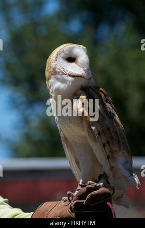 Profil von einem geretteten Schleiereule, Tyto Alba, zurückblickend, thront auf der Seite der Hausmeister in einem Vogel Rescue center Stockfoto