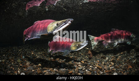 Unterwasser-Blick von Sockeye Lachs (Oncorhynchus Nerka) laichen paar und ein Herausforderer Rüde in Power Creek in der Nähe von Cordova, Alaska im Sommer Stockfoto