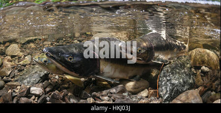 Unterwasser-Blick von Sockeye Lachs (Oncorhynchus Nerka) laichen paar und ein Herausforderer Rüde in Eccles Creek in der Nähe von Cordova, Alaska im Sommer Stockfoto