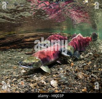 Unterwasser-Blick von Sockeye Lachs (Oncorhynchus Nerka) laichen paar und ein Sneaker Rüde in Power Creek in der Nähe von Cordova, Alaska im Sommer Stockfoto