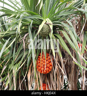 Früchte des Meeres Pandanus oder Schraube Kiefer Baum Pflanze (Pandanus Tectorius oder Pandanus Odoratissimus) Stockfoto