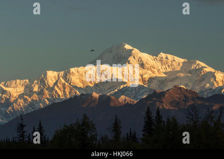 Weißkopf-Seeadler (Haliaeetus Leucocephalus) fliegt in der Nähe von Gipfel des Denali, fotografiert von den Parks Highway in der Nähe von South Aussichtspunkt Rastplatz Stockfoto