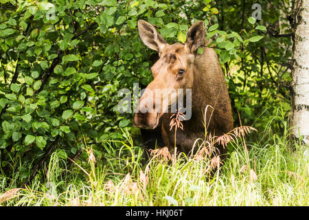 Kuh Elch (Alces Alces) Verlegung auf dem Rasen in den Bäumen auf einem Hügel während der Brunftzeit Periode, Powerline Pass, Süd-Zentral-Alaska Stockfoto