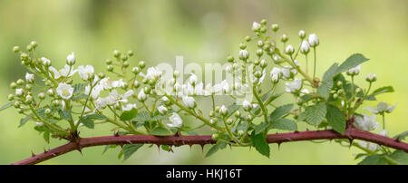 Schneeball-blackberry Stockfoto