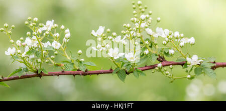 Schneeball-blackberry Stockfoto