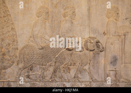 Bas-Relief der Syrer mit Geschenken bestehend aus zwei schönen Rams, und Ein Kleidungsstück auf der östlichen Treppe der Apadana oder Audience Hall of... Stockfoto