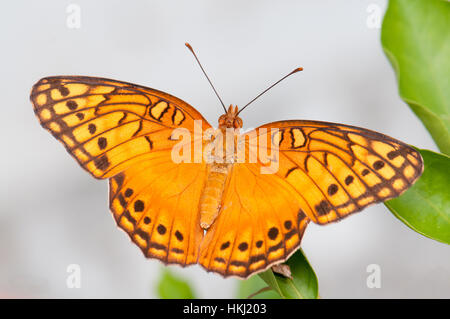 Bunte Fritillary Butterfly (Euptoieta Claudia) auf Panama Stockfoto