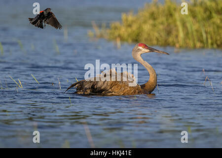 Rotschulterstärling angreifen Sandhill Kran Stockfoto