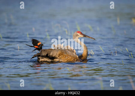 Rotschulterstärling angreifen Sandhill Kran Stockfoto