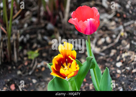 Die Blüten der Zentral-Alberta, Red Deer, Kanada Stockfoto