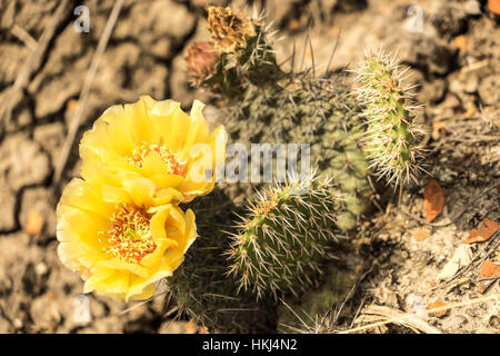 Die Blüten der Zentral-Alberta, Red Deer, Kanada Stockfoto