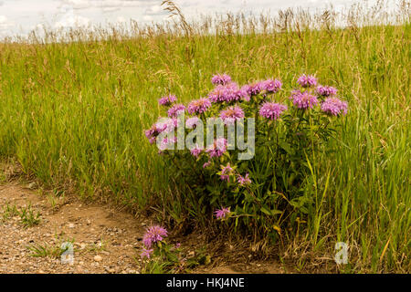 Die Blüten der Zentral-Alberta, Red Deer, Kanada Stockfoto