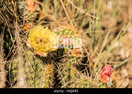 Die Blüten der Zentral-Alberta, Red Deer, Kanada Stockfoto