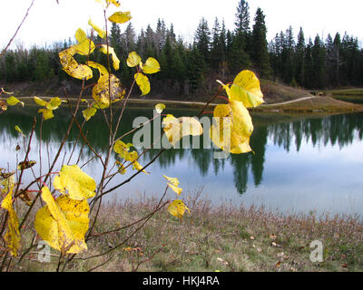 Die Blüten der Zentral-Alberta, Red Deer, Kanada Stockfoto