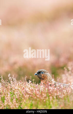 Moorschneehuhn (Lagopus Lagopus Scotica) im natürlichen Lebensraum, Heide, Cairngorms National Park, Schottisches Hochland, Schottland Stockfoto