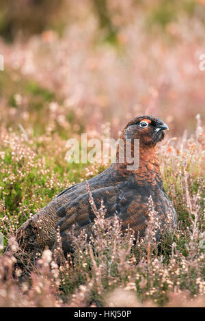 Moorschneehuhn (Lagopus Lagopus Scotica) im natürlichen Lebensraum, Heide, Cairngorms National Park, Schottisches Hochland, Schottland Stockfoto