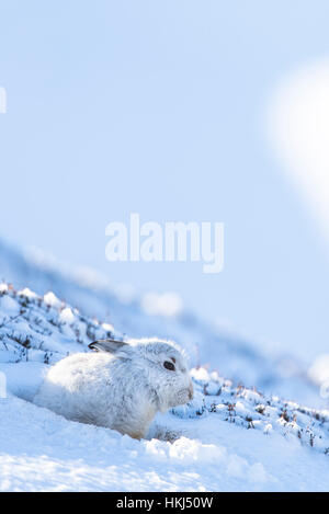 Schneehase (Lepus Timidus) sitzen im Schnee, winter Mantel, Cairngroms Nationalpark, Schottisches Hochland, Schottland Stockfoto