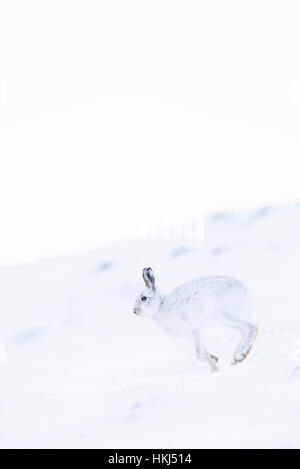 Schneehase (Lepus Timidus) laufen im Schnee, winter Mantel, Cairngroms Nationalpark, Schottisches Hochland, Schottland Stockfoto