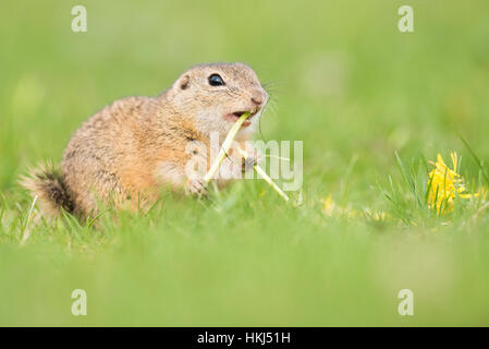 Suslik (Spermophilus) essen Löwenzahn (Taraxacum sect Ruderalia), Nationalpark Neusiedlersee, Seewinkel, Burgenland, Österreich Stockfoto