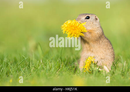 Suslik (Spermophilus) essen Löwenzahn (Taraxacum sect Ruderalia), Nationalpark Neusiedlersee, Seewinkel, Burgenland, Österreich Stockfoto