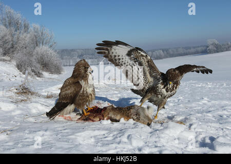 Gemeinsame mäusebussarde (Buteo buteo) auf toten Hasen (Lepus europaeus) im Schnee, Allgäu, Bayern, Deutschland Stockfoto