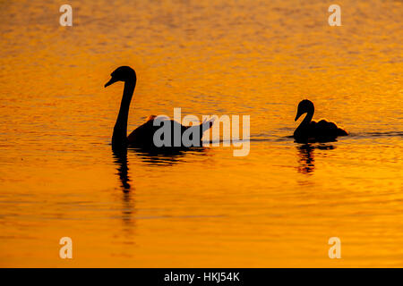 Höckerschwan (Cygnus olor), Erwachsener und cygnet Schwimmen auf dem See bei Sonnenuntergang, Suffolk, England, Vereinigtes Königreich Stockfoto