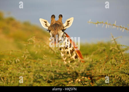 Northern Giraffe (Giraffa Camelopardalis) spähen hinter Büschen, Tsavo West National Park, Taita-Taveta County, Kenia Stockfoto