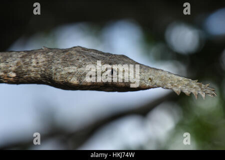 Madagaskar leaf-gerochene Schlange (Langaha madagascariensis), weiblich, Zombitse-Vohibasia Nationalpark, Madagaskar Stockfoto