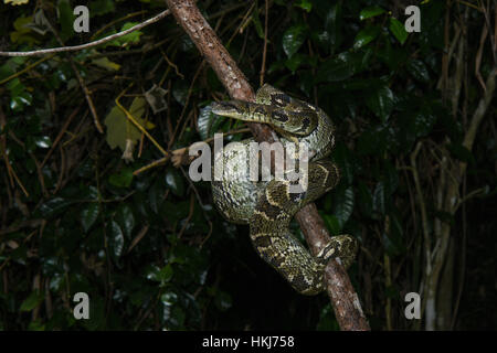Madagaskar Tree Boa (Sanzinia madagascariensis) auf Zweig, Analamazoatra finden, Madagaskar Stockfoto
