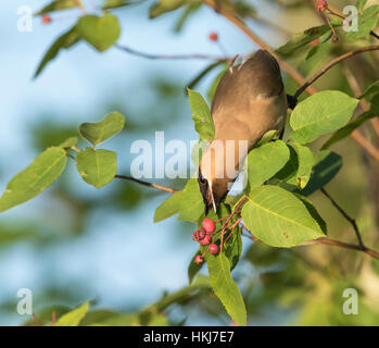 Zeder Seidenschwanz pflücken von Beeren aus Elsbeere Busch Stockfoto