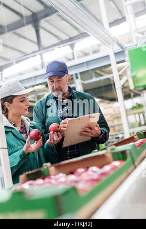 Manager mit Zwischenablage und Arbeitskraft Prüfung rote Äpfel in Lebensmittel verarbeitenden Anlage Stockfoto