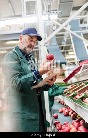 Manager mit Zwischenablage Inspektion rote Äpfel in Lebensmittel verarbeitenden Anlage Stockfoto