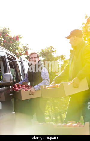 Lächelnde männlichen Bauern laden Äpfel in Auto in sonniger Obstgarten Stockfoto