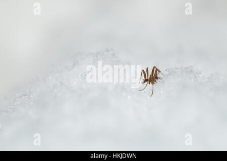 Schnee-Kran-fly Stockfoto