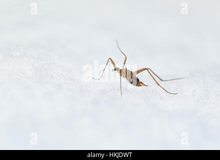 Schnee-Kran-fly Stockfoto