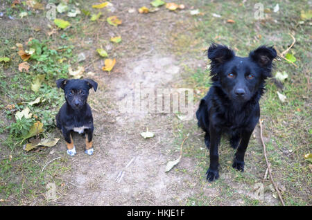 Zwei schwarze Hunde, die wir auf Kamera Stockfoto